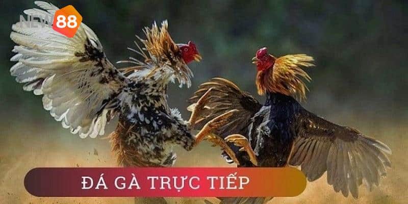 Đá Gà Thomo - Khám Phá Bộ Môn Cá Cược Đặc Sắc Nhất 2024 6 Xem đá gà trực tiếp full HD sắc nét, âm thanh sống động