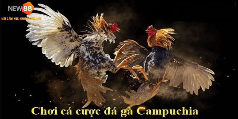 Đá Gà Campuchia - Bí Quyết Chơi Chọi Gà Bất Bại Từ Cao Thủ 5 Tìm hiểu quy tắc và luật chơi đá gà Campuchia
