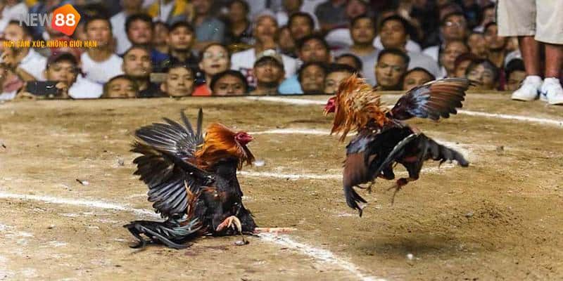 Đá Gà Campuchia - Bí Quyết Chơi Chọi Gà Bất Bại Từ Cao Thủ 6 Bỏ túi kinh nghiệm chơi đá gà Campuchia bất bại