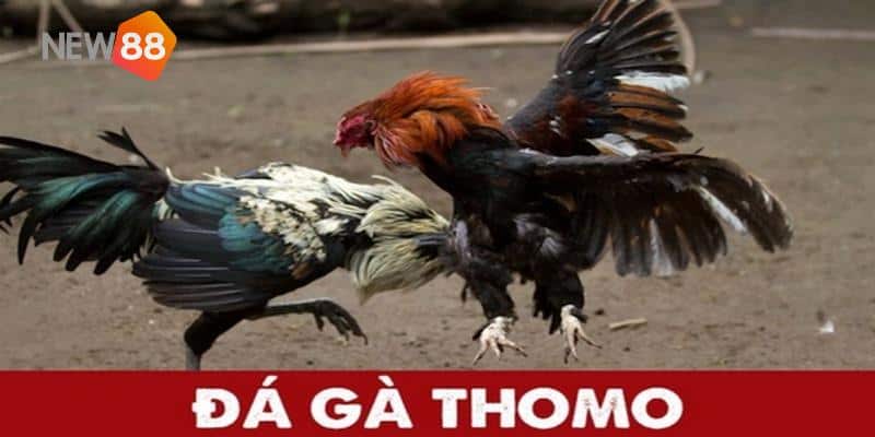 Đá Gà Thomo - Khám Phá Bộ Môn Cá Cược Đặc Sắc Nhất 2024 5 Ưu điểm khi trải nghiệm đá gà Thomo tại New88