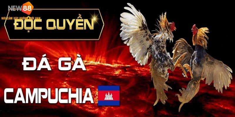 Đá Gà Campuchia - Bí Quyết Chơi Chọi Gà Bất Bại Từ Cao Thủ 4 Khái niệm đá gà Campuchia