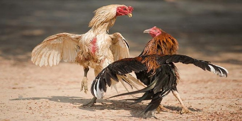 Đá Gà Cựa Dao - Sân Chơi Thu Tiền Khủng Cho Các Kê Thủ 6 Kinh nghiệm đá gà siêu hấp dẫn từ chuyên gia