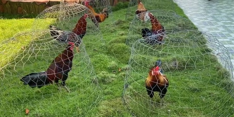 Mít Trà Cú: Sư Kê Với Dàn Chiến Kê Chất Lượng Nhất Việt Nam 5 Sở hữu dàn chiến kê chất lượng