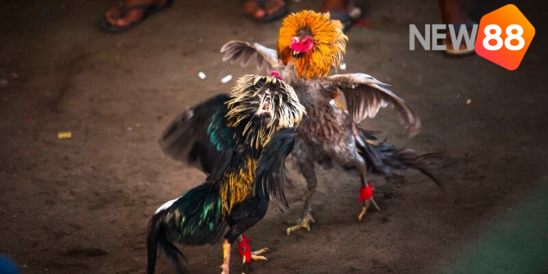 Mẹo Đá Gà - Cược Đúng Cửa Tăng Thưởng Mỗi Trận Chiến 6 Mẹo đá gà cho hay không nên cược cửa Tie