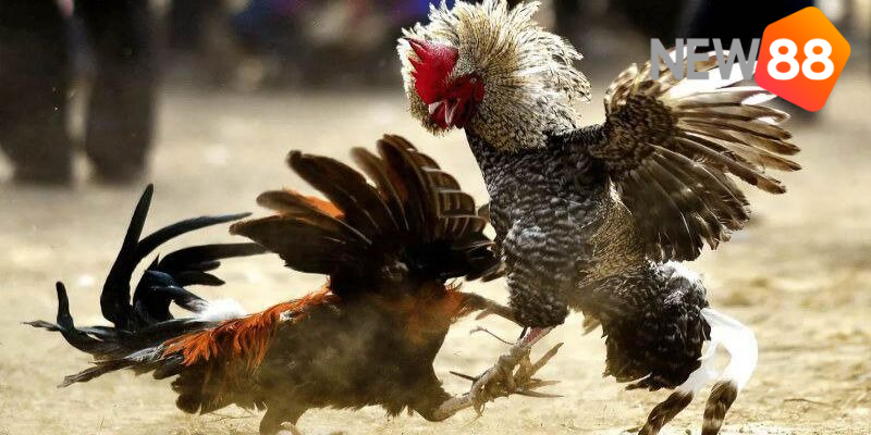 Mẹo Đá Gà - Cược Đúng Cửa Tăng Thưởng Mỗi Trận Chiến 7 Theo dõi lịch sử kết quả của gà chiến
