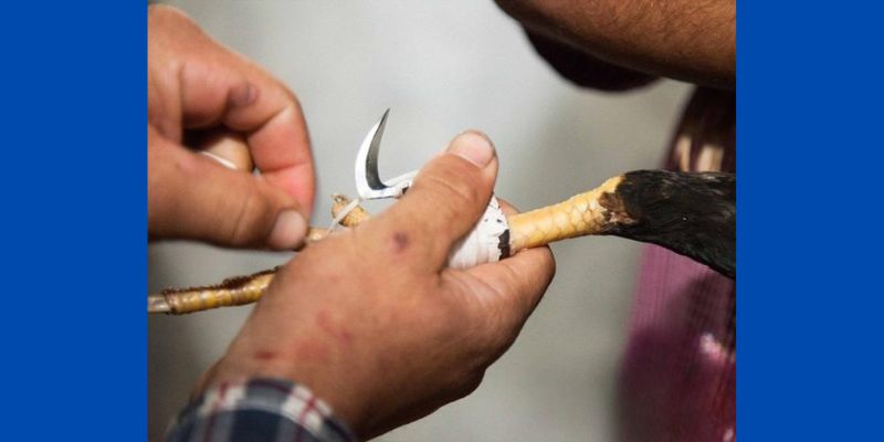 Đá Gà Cựa Dao Hôm Nay - Trực Tiếp Đá Gà Mới Nhất 6 Kinh nghiệm nuôi gà chiến hiệu quả trong thi đấu