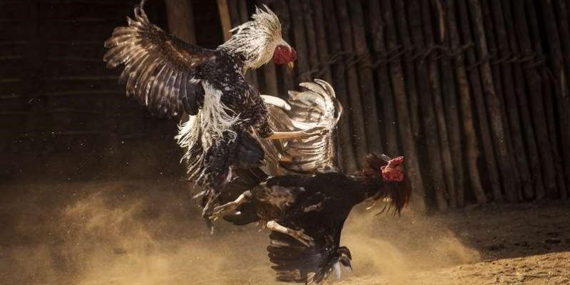 Đá Gà Trực Tiếp Là Gì? Các Thể Loại Gà Đá Hàng Đầu Hiện Nay 6 Kinh nghiệm chơi đá gà cựa sắt trực tiếp hiệu quả