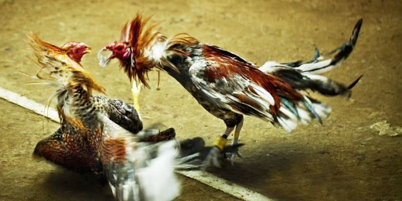 Đá gà Campuchia - Nơi Hội Tụ Các Trận Chiến Đẫm Máu Nhất 4 Tìm hiểu khái niệm đá gà tại Campuchia là gì?