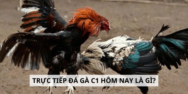 Trực Tiếp Đá Gà C1 Hôm Nay l Kinh Nghiệm Đặt Cược Thông Minh 6 Tìm hiểu đôi nét về trận trực tiếp đá gà C1