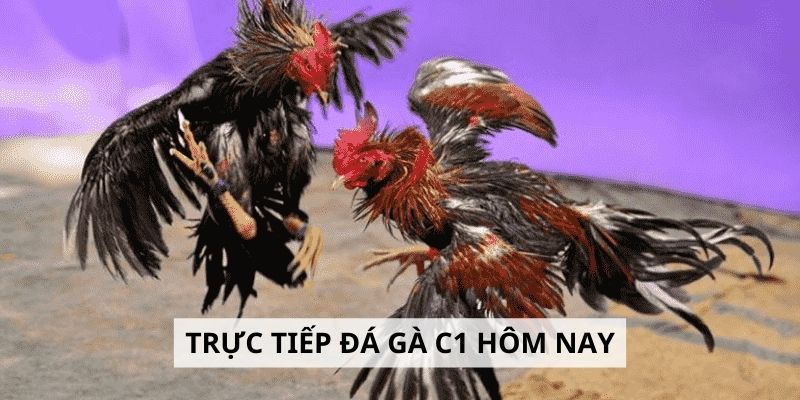 Trực Tiếp Đá Gà C1 Hôm Nay l Kinh Nghiệm Đặt Cược Thông Minh 5 Trực tiếp đá gà c1 hôm nay và kinh nghiệm đặt cược thông minh