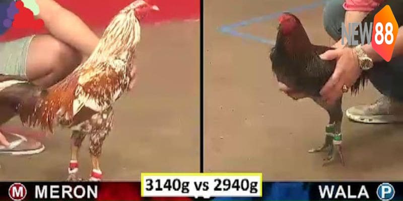 Đá Gà Malaysia - Một Số Điều Về Thể Loại Đá Gà Hấp Dẫn 6 Những đặc trưng của một trận gà
