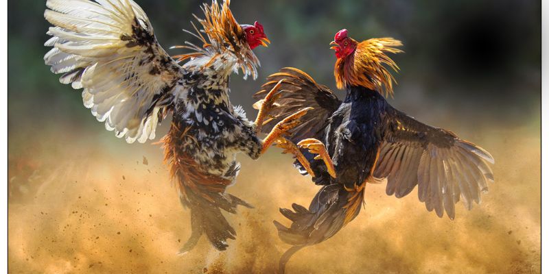 Luật Chấp Trong Đá Gà - Giải Mã Bí Quyết Chiến Thắng 5 Luật chấp trong đá gà tại cổng game