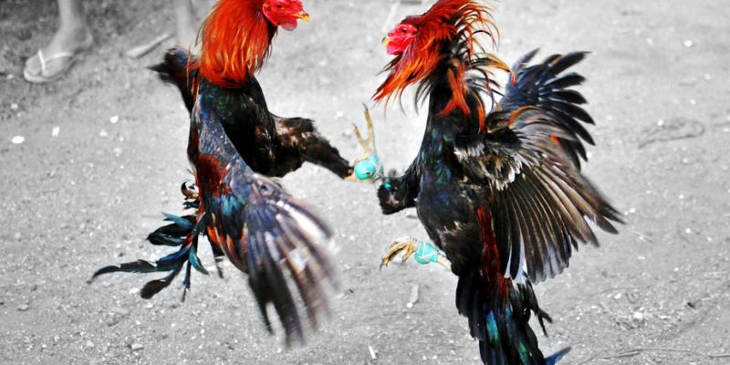 Luật Chấp Trong Đá Gà - Giải Mã Bí Quyết Chiến Thắng 6 Khi tham gia luật chấp trong đá gà cần xác định rõ sức mạnh đối thủ