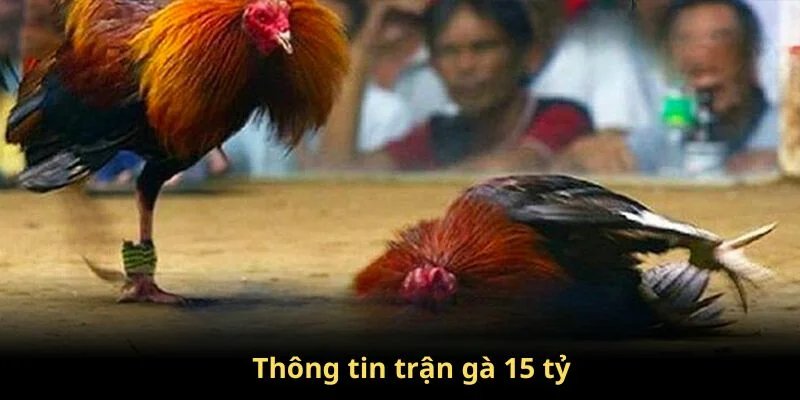 Trận Gà 15 Tỷ - Trận Đấu Kinh Điển Khuấy Đảo Giới Chọi Gà 4 Đôi nét về trận gà 15 tỷ siêu kinh điển