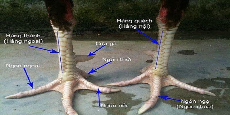 Bỏ Túi Bí Quyết Lựa Gà Chọi Đẹp Đến Từ New88 6 Tổng hợp cách chọn gà phổ biến nhất