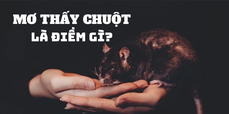 Mơ Thấy Chuột l Ý Nghĩa Tâm Linh Và Dự Báo Tương Lai 5 Giải đáp ý nghĩa của việc mơ thấy con chuột