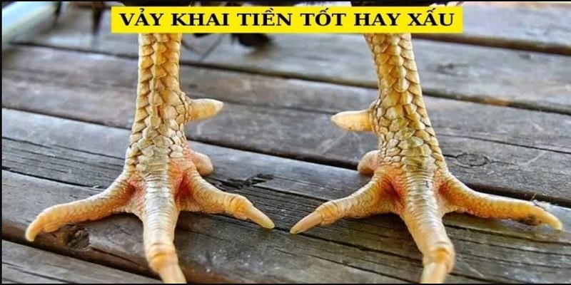 Vảy Khai Tiền - New88 Giải Đáp Ý Nghĩa Tốt Xấu Cực Chuẩn 4 Tìm hiểu chi tiết về vảy khai tiền